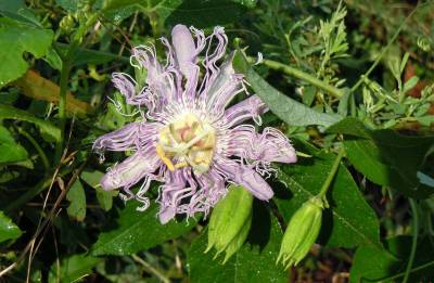 Wild Flowering Vine