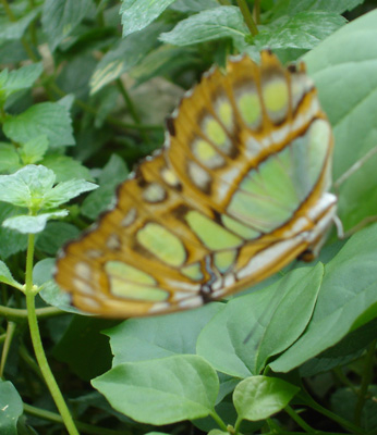 Green Butterfly