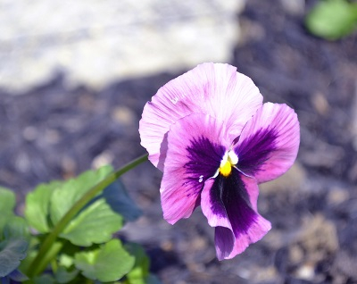 Beautiful little pansy.