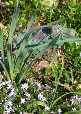 Dalthyrian in my Garden