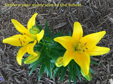 Yellow flowers in bloom