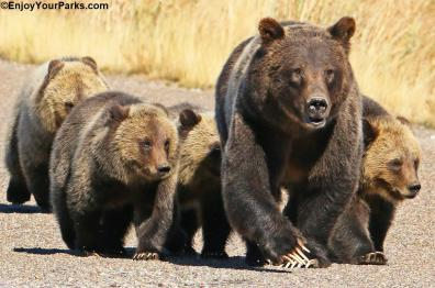 The famous #399 mom and cubs