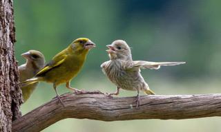 Bird on limb - pointing