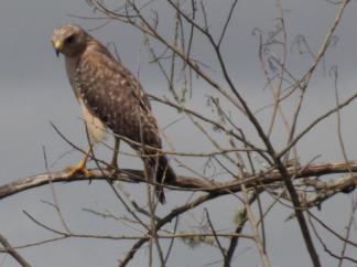 Red Shouldered Hawk ~  No description included. 